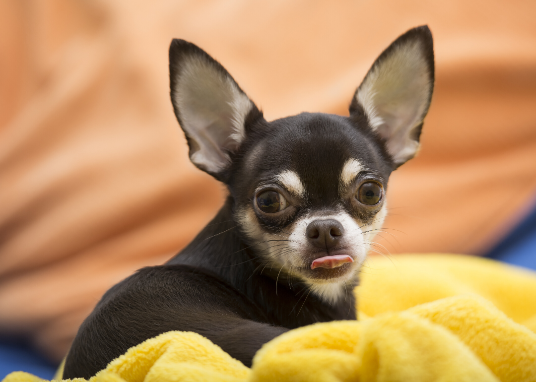 Dogs can hear much higher pitches than humans
